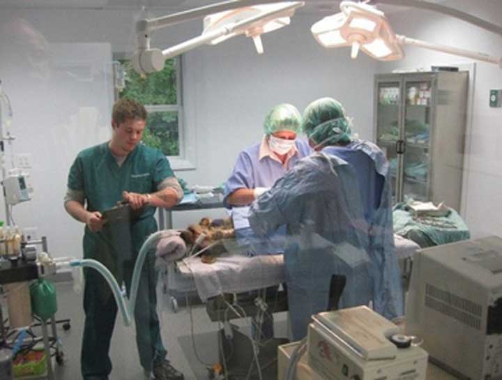 Moultonborough Veterinary Surgeries